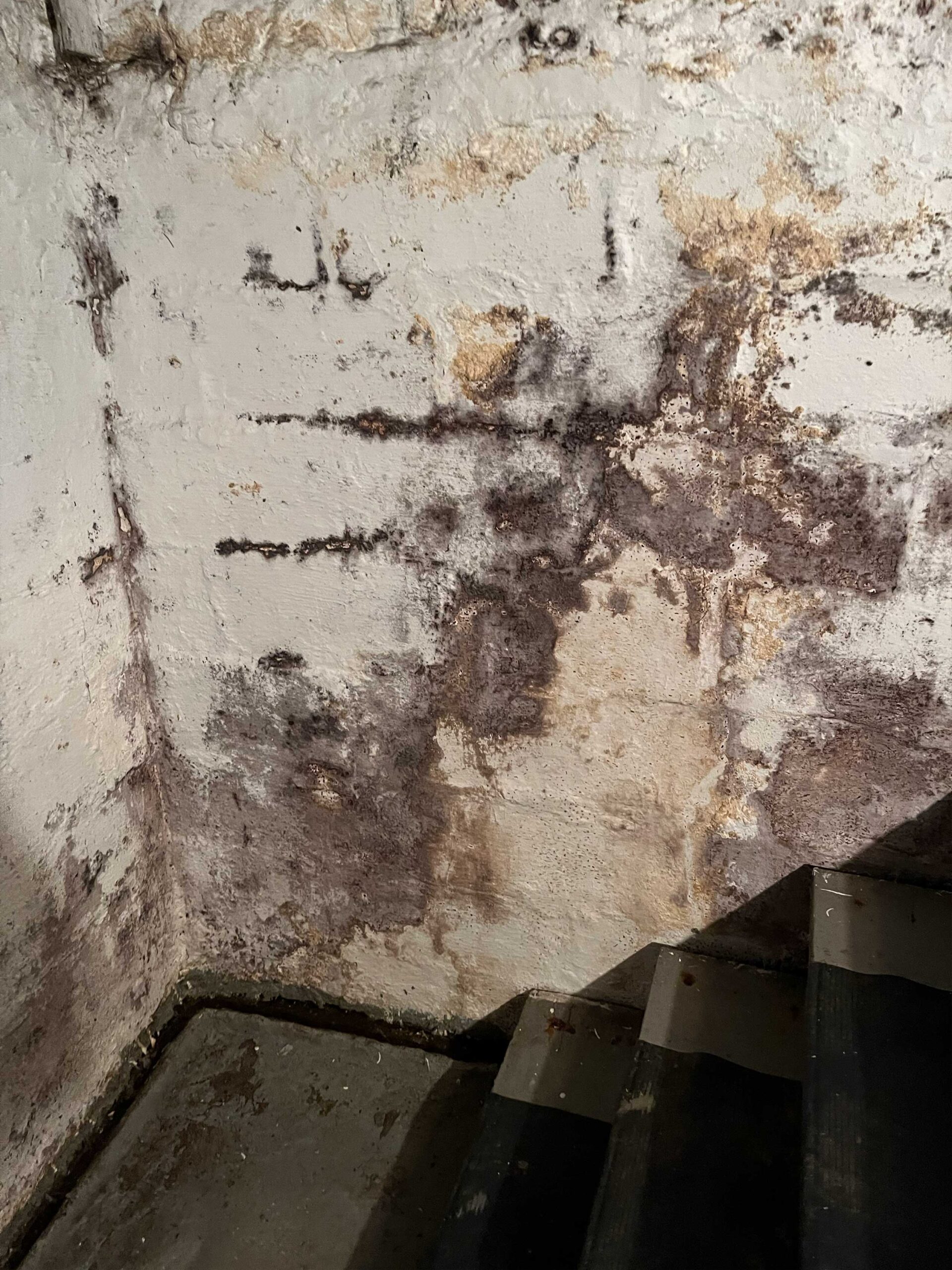 Mold damage in a Western Pennsylvania basement