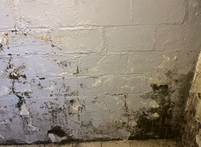 Mold damage